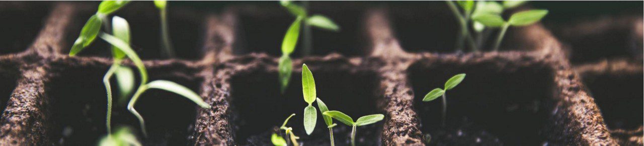 Close up image of tomatoes saplings