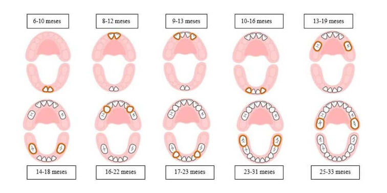 etapas denticion en bebes