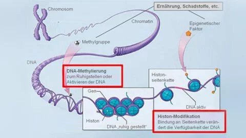 epigenetik_grafik