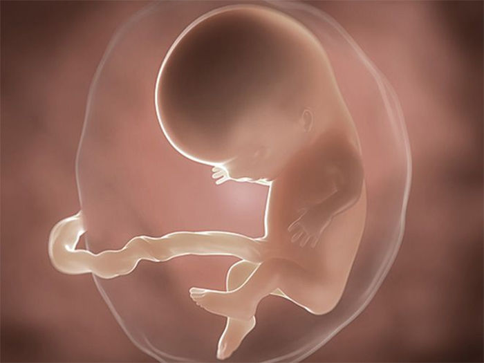 Foetus at week 10