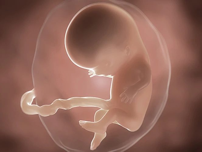 foetus-pregnancy-week-7