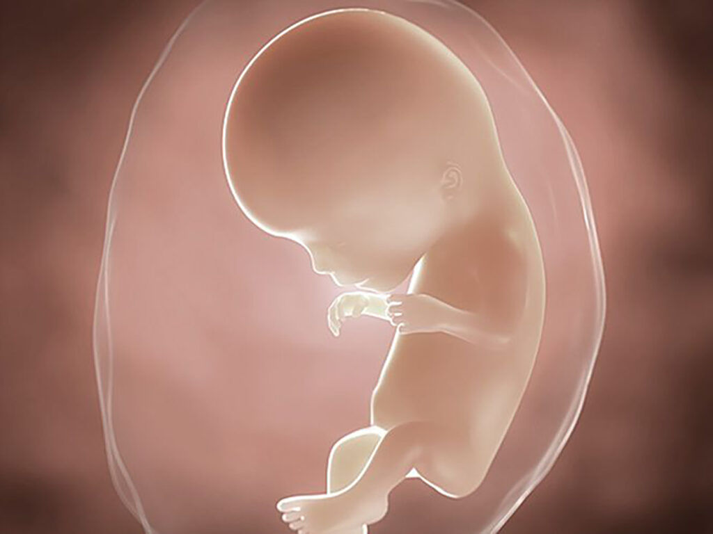 foetus pregnancy week 11