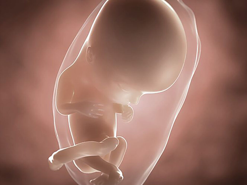 foetus pregnancy week 12