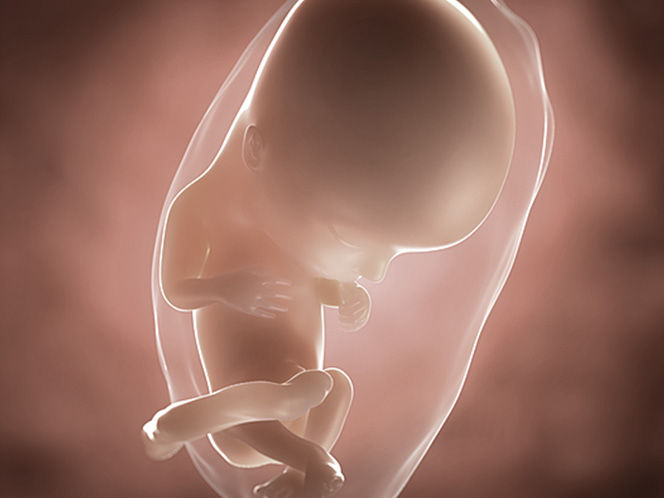 foetus pregnancy week 13