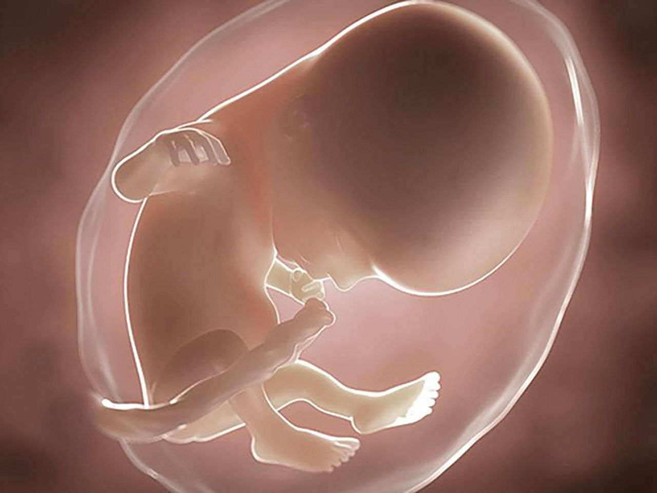 foetus pregnancy week 14