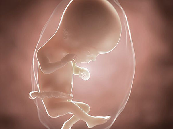 foetus pregnancy week 16