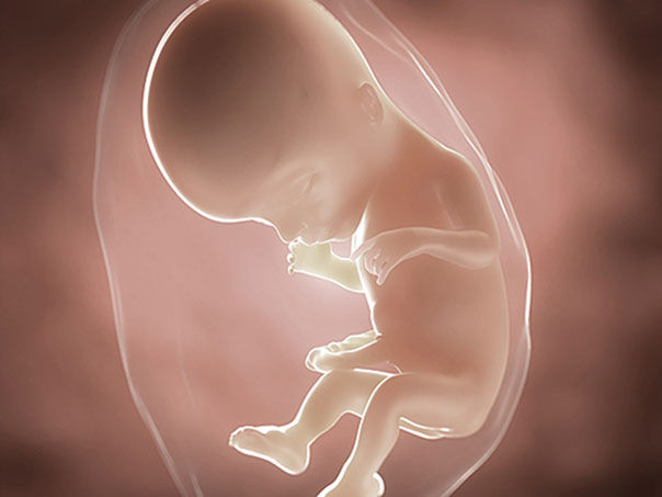 foetus pregnancy week 17