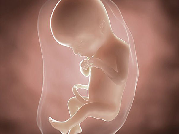 foetus pregnancy week 19