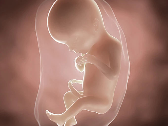 foetus-pregnancy-week-7