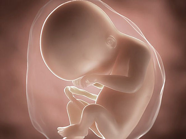 foetus pregnancy week 20
