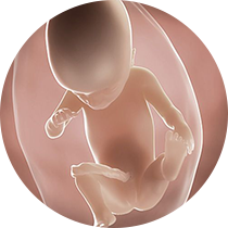 fetus u 21. nedelji trudnoće