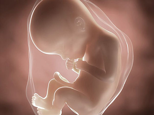 foetus pregnancy week 22