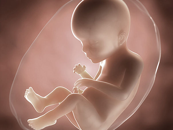 Foetus Pregnancy Week 23