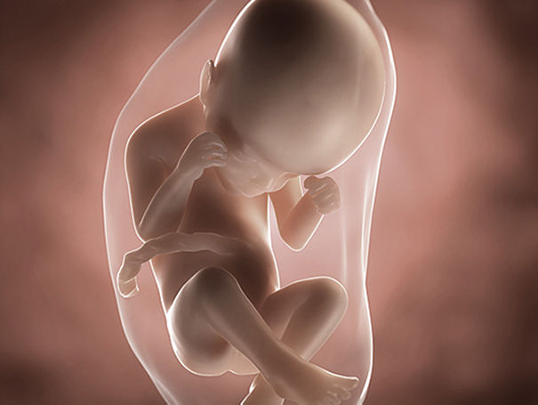 Foetus Pregnancy Week 24