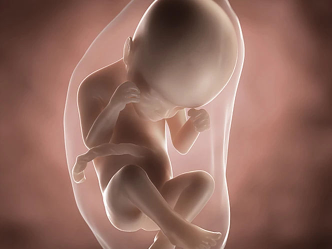 foetus-pregnancy-week-24
