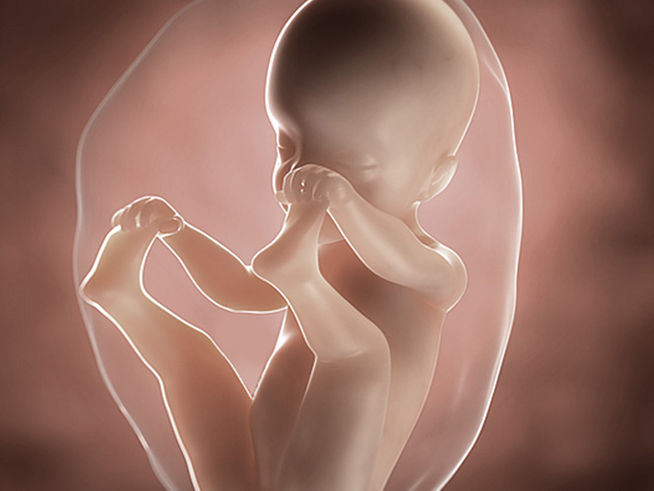 Foetus Pregnancy Week 25