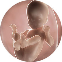 foetus pregnancy week 26