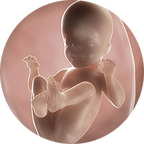 fetus u 26.nedelji trudnoće