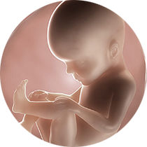 foetus pregnancy week 27