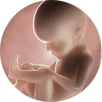 fetus u 27. nedelji trudnoće