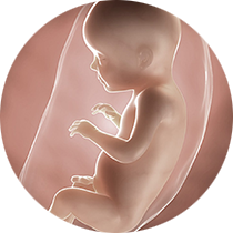 fetus u 28. nedelji trudnoće