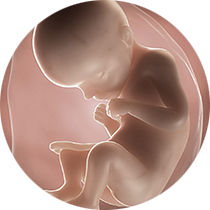 foetus-pregnancy-week-29