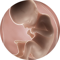 fetus u 29. nedelji trudnoće