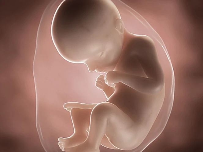 Your baby's development at 29 weeks