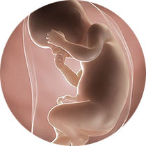 foetus pregnancy week 30