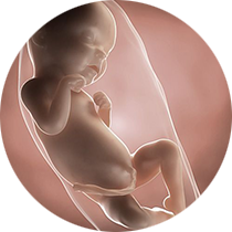 fetus u 31. nedelji trudnoće