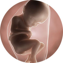 foetus pregnancy week 32