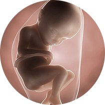 fetus u 32. nedelji trudnoće