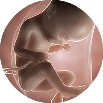 foetus pregnancy week 33