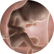 fetus u 33. nedelji trudnoće