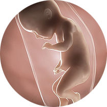 foetus pregnancy week 34