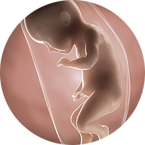 fetusu 34. nedelji trudnoće