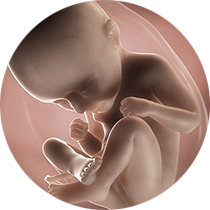 fetus u 35. nedelji trudnoće