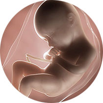 foetus pregnancy week 36