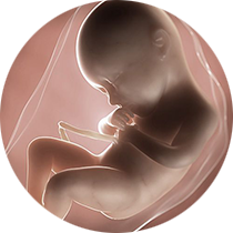 fetus u 36. nedelji trudnoće