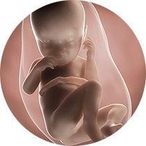 foetus pregnancy week 37