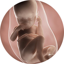 fetus u 37. nedelji trudnoće