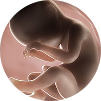 foetus pregnancy week 38