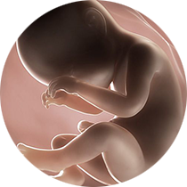 fetus u 38. nedelji trudnoće
