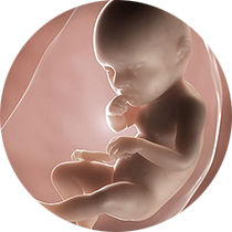 foetus pregnancy week 39