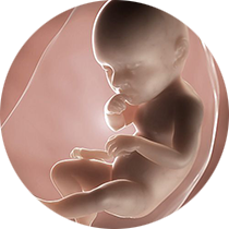 fetus u 39. nedelji trudnoće