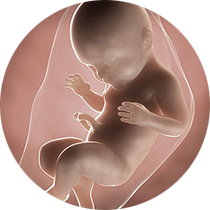fetus u 40. nedelji trudnoće