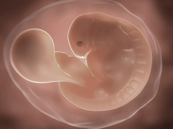 foetus pregnancy week 6