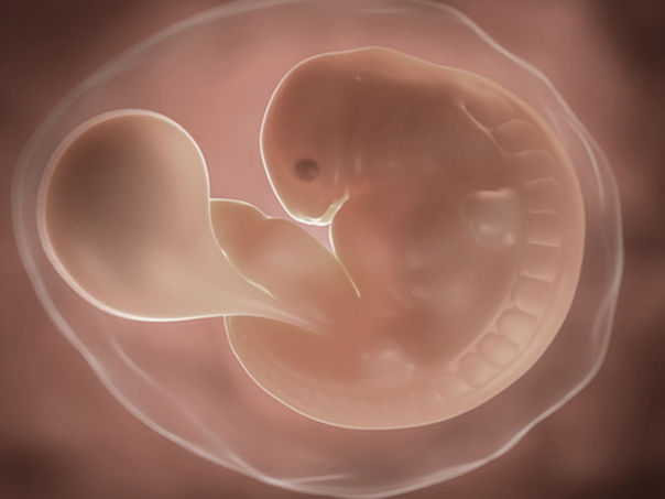 fetus u 6. nedelji trudnoće