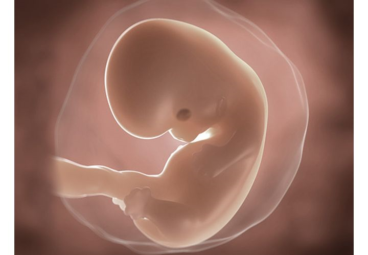 foetus pregnancy week 7