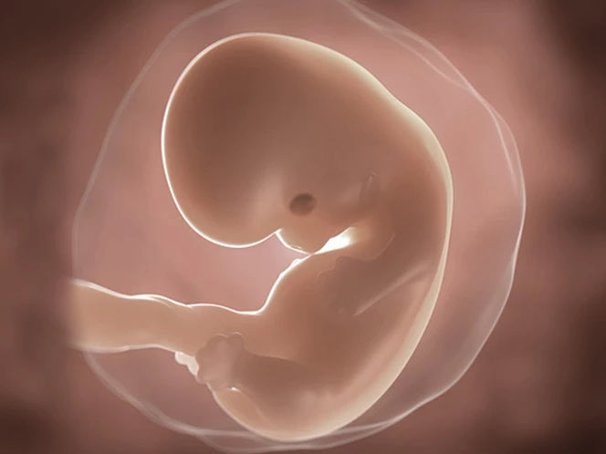 foetus-pregnancy-week-7